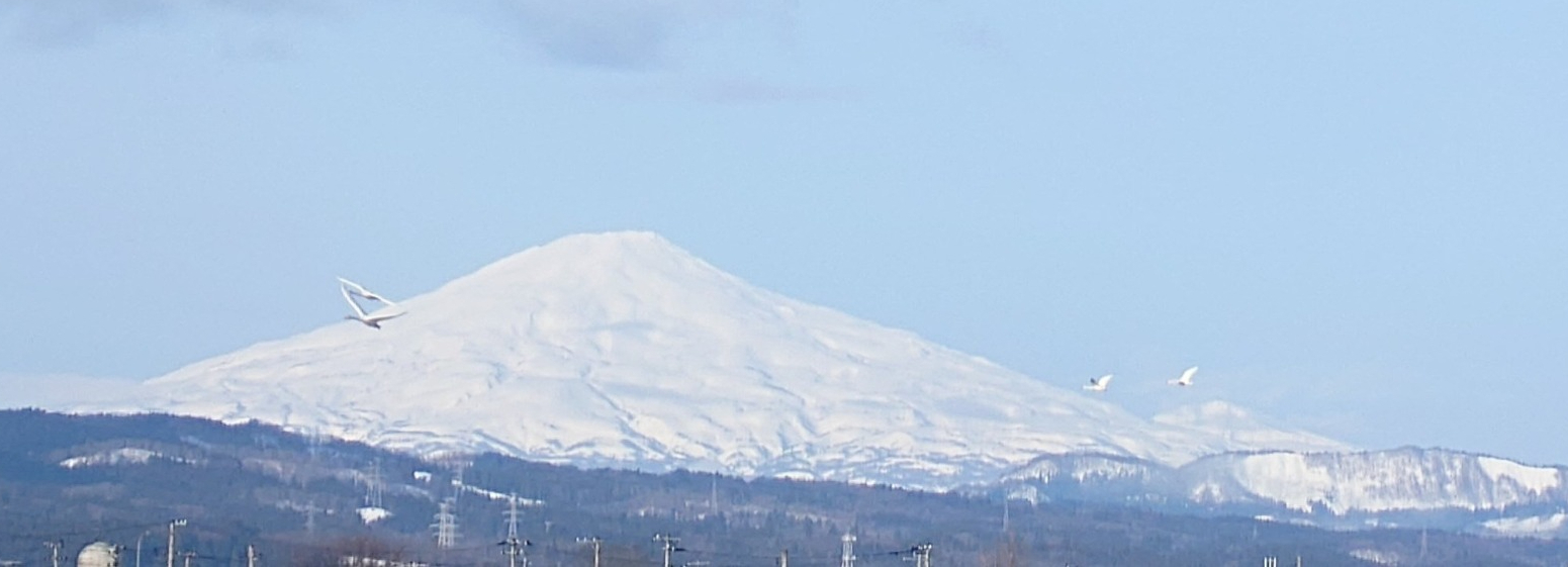 羽後運輸について